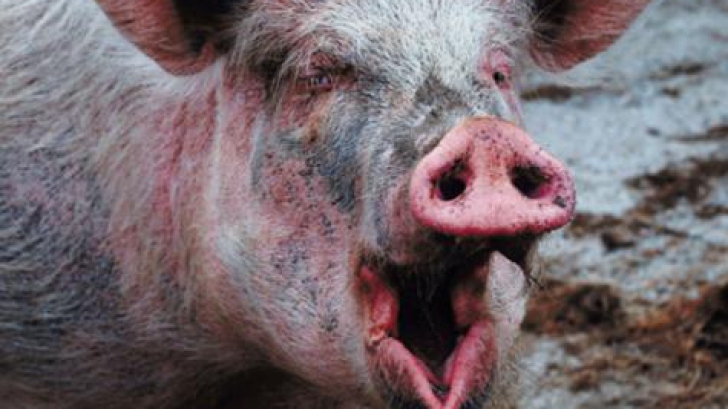 O femeie din Bacău a murit după ce a fost muşcată de un porc. Ce s-a întâmplat, de fapt, e ireal!