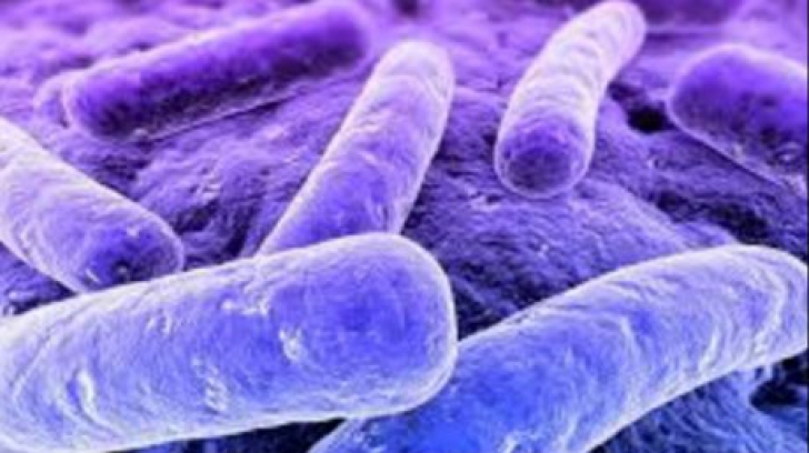 Simptomele infecţiei cu bacteria E.coli