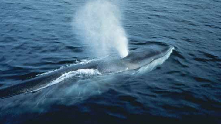 Balena albastră, în pericol de dispariţie