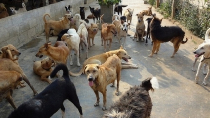 Marian Dragomir a anunţat că instituţia se va ocupa de problema câinilor maidanezi.