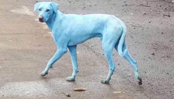 Câinii cu blană albastră