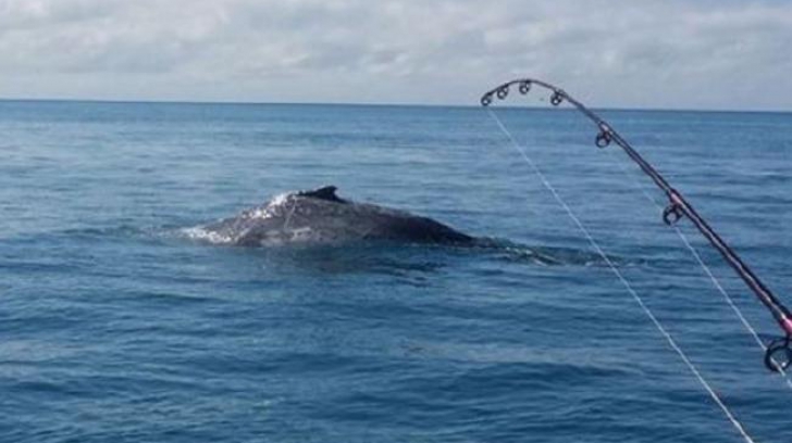 Mai mulți turiști răniți, după ce o balenă a lovit puternic barca în care se aflau