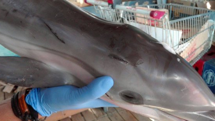 Un pui de delfin a murit, după ce mai mulți turiști au făcut poze cu el