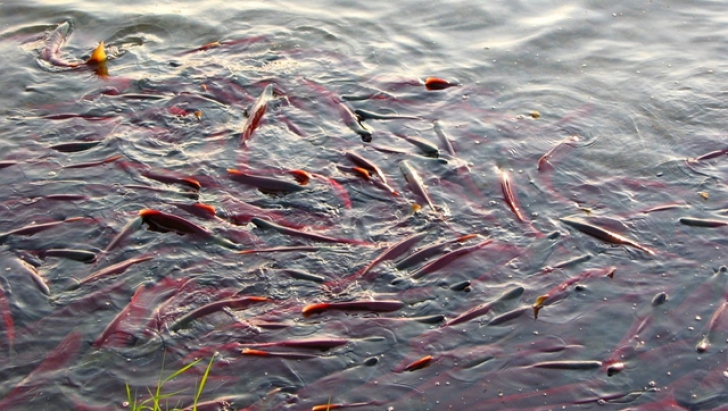 Mii de pești găsiți morți într-o baltă din Timiș