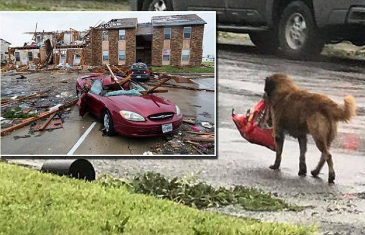Câinele Otis, EROU după Uraganul Harvey. Motivul e emoţionant, fotografiile, VIRALE