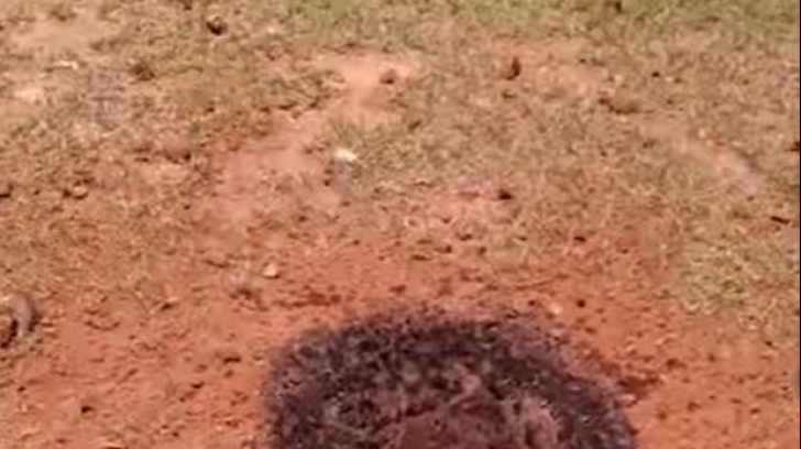 Un meteorit s-a prăbușit în fața casei sale. E incredibil cum arată. Încă ardea