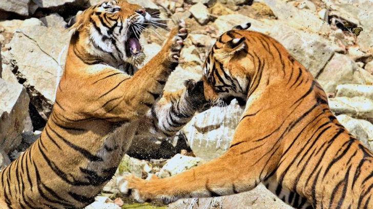 O luptă cruntă între un tigru siberian și unul bengalez, s-a sfârșit într-un minut. Cine a câștigat