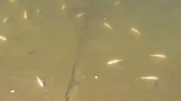 SUTE de pești morți pe Lacul Morii din Capitală. Cetățenii au sunat speriați la Poliție