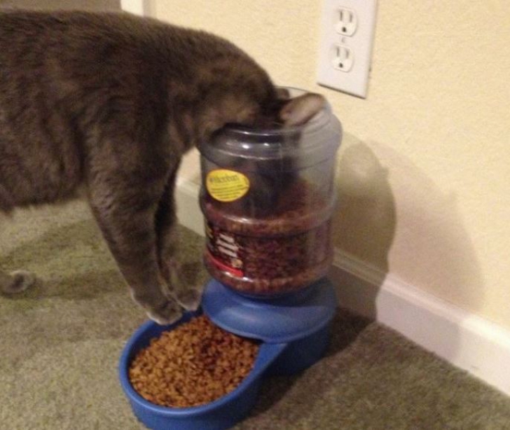 Cele mai amuzante poze cu pisici de pe Facebook. Râzi garantat