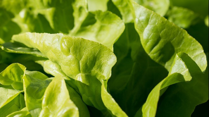 Puțini știu asta. Ce se întâmplă dacă mănânci salată verde în fiecare zi. Efectul te va uimi