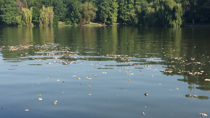 Dezastru natural pe lacul Herăstrău. Mii de scoici moarte, din cauza caniculei