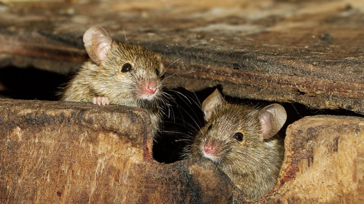Ce înseamnă când visezi şoareci sau şobolani. E de bine sau de rău?