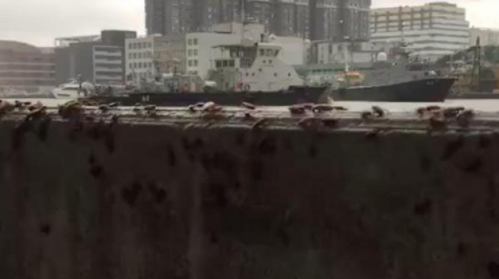 S-au oprit înfricoșați când au văzut mii de gândaci fugind. Abia apoi au înțeles motivul  