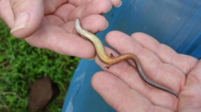 A găsit în casă un vierme cu braţe. A decis să-l crească. Peste ani, ŞOC absolut! Ce creatură era