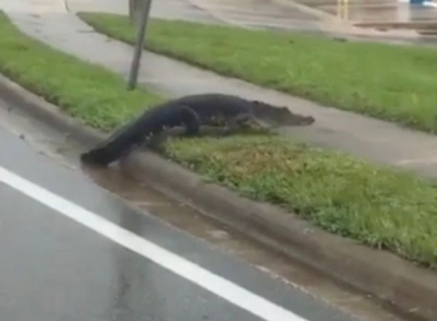 Crocodili pe străzi