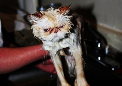 GALERIE FOTO. Cele mai amuzante imagini cu pisici care încearcă să facă baie