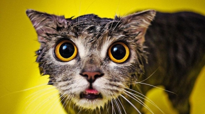 GALERIE FOTO. Cele mai amuzante imagini cu pisici care încearcă să facă baie