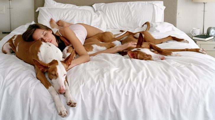 Dormi cu animalele de companie în pat? Mare atenție! Iată ce spun medicii