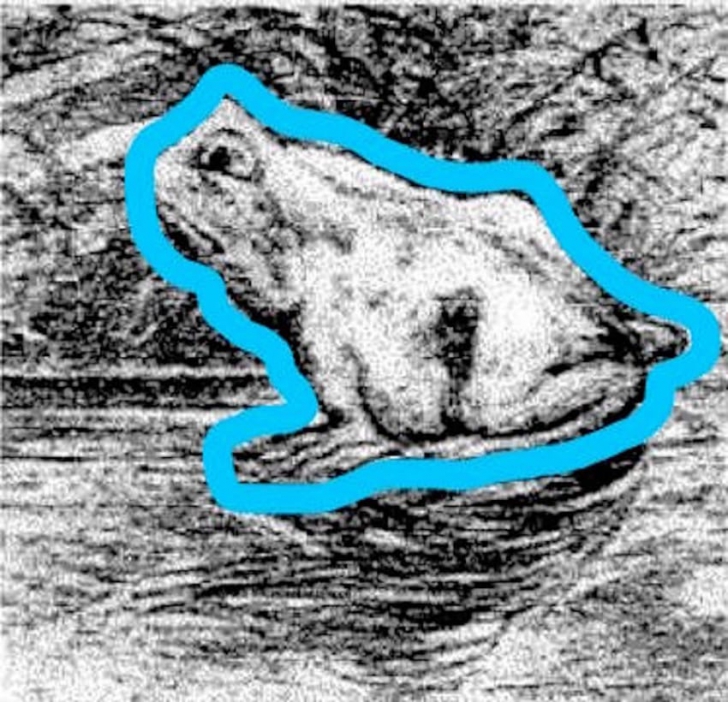 Oamenii, în general, văd în această imagine o broască. Doar un GENIU recunoaşte ce animal e, de fapt