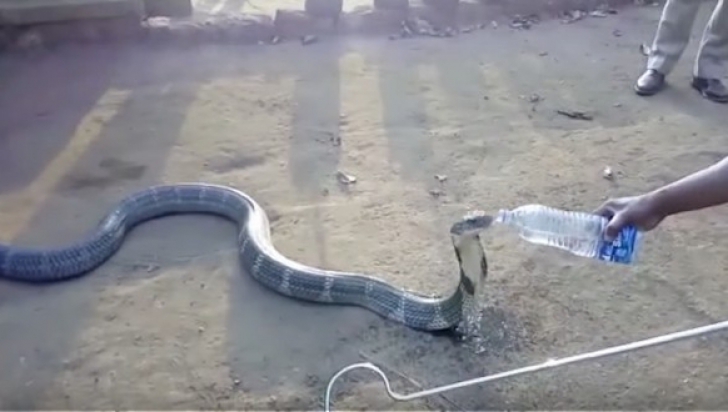 VIDEO. S-a apropiat de un şarpe agresiv cu o sticlă de apă. Reacţia cobrei e uluitoare 