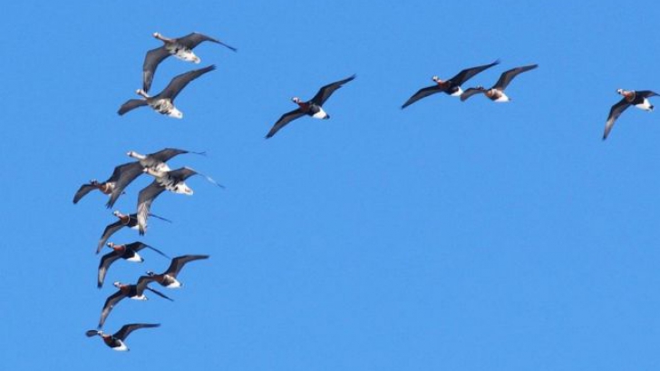 O specie de pasăre observată pentru prima dată în România anul acesta 