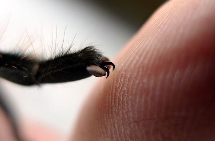 Imaginile care te scapă de frica de păianjeni. Nu știai că au așa ceva pe corp. "Sunt chiar drăguțe"