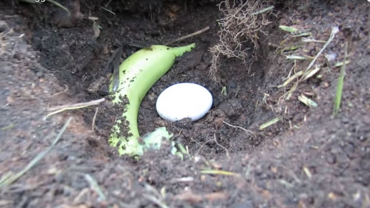 A îngropat o banană lângă un ou. Ce a răsărit de acolo..este pur și simplu spectaculos