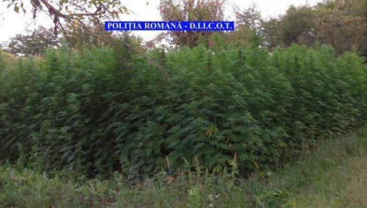 VIDEO. Plantaţie uriaşă de cannabis, descoperită în Banat. Traficanţii aveau laborator acasă