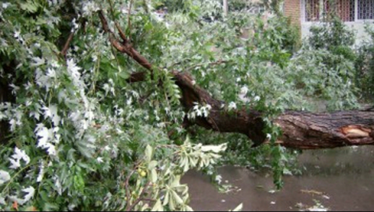 Prăpăd în Capitală, după furtună: copaci doborâţi, cabluri de electricitate smulse, maşini avariate