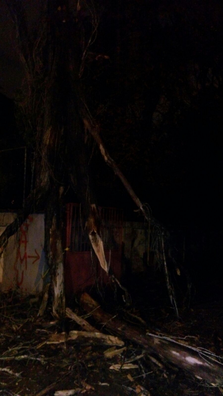 Un bărbat A MURIT, în Capitală, după ce un copac a căzut peste el