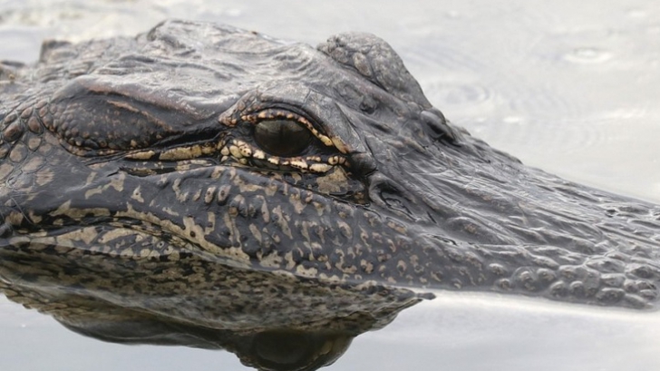 A sărit în apa plină cu crocodili. Credea că-i poate îmblânzi "cu vorba". Ce a urmat? TERIFIANT!