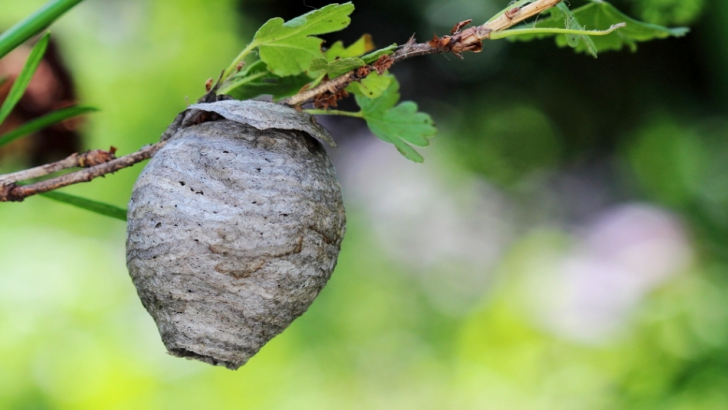 Cum îşi contruieşte o viespe cuibul? Imagini care te vor impresiona