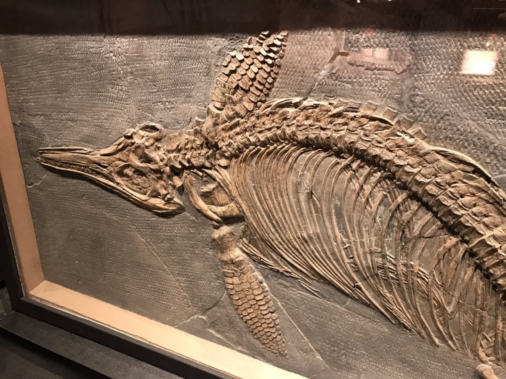 Descoperire de senzaţie:cea mai mare FOSILĂ a unui "dragon de mare".A trăit acum 200 milioane de ani