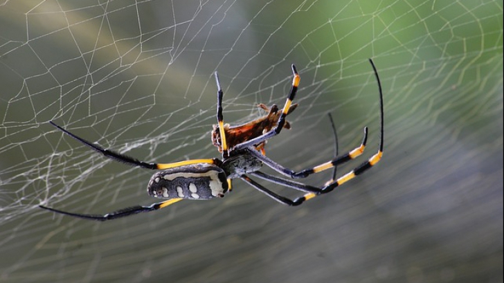 Imaginile care te scapă de frica de păianjeni. Nu știai că au așa ceva pe corp. "Sunt chiar drăguțe"