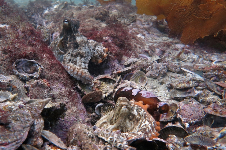 Descoperire fantastică: un oraș construit de caracatițe, găsit în abisul mării. Cum arată