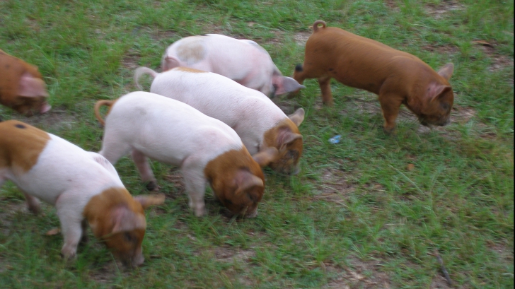 Cum au ajuns românii să cumpere carne de porc din Africa. Explicaţia Ministerului Agriculturii