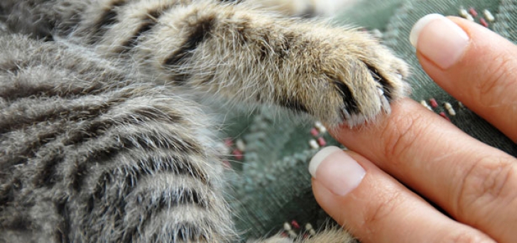 Medicii, AVERTISMENT pentru stăpânii de pisici: "Nu le faceţi asta! Arată bine, dar e greşit"