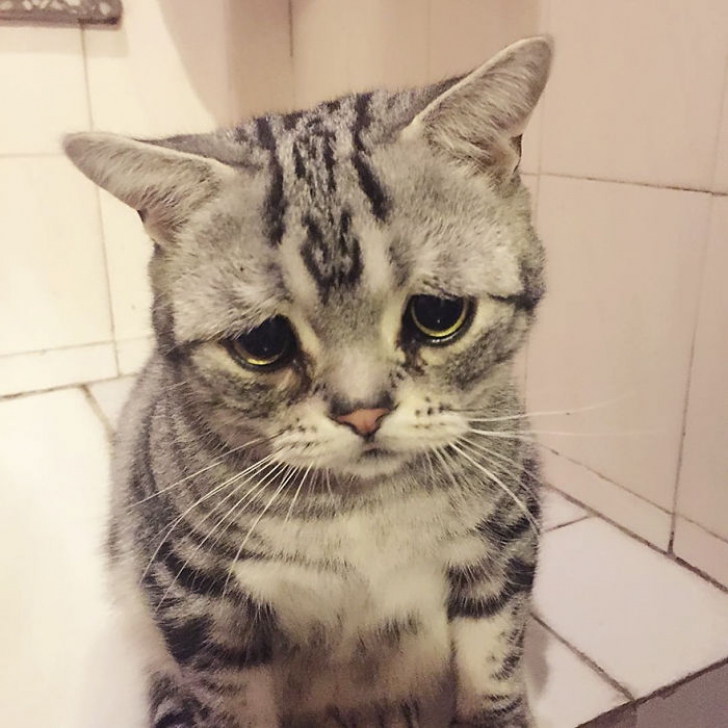 Ea este cea mai tristă pisică din lume. Imaginile care te vor înduioșa