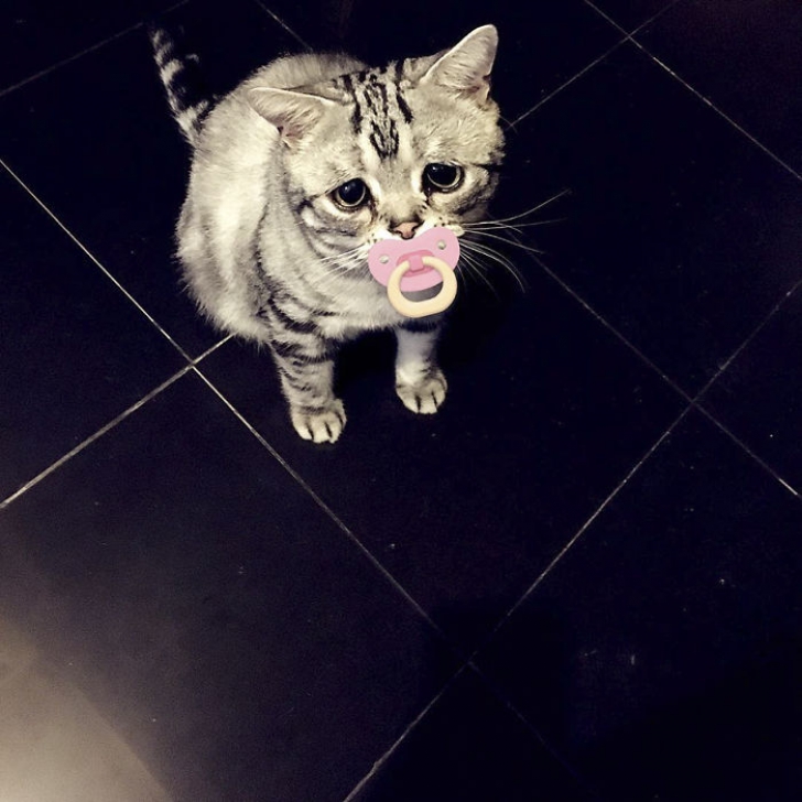 Ea este cea mai tristă pisică din lume. Imaginile care te vor înduioșa