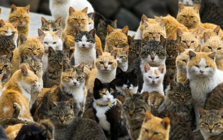Cele mai înfricoșătoare imagini cu pisici. Nu le vei uita prea curând