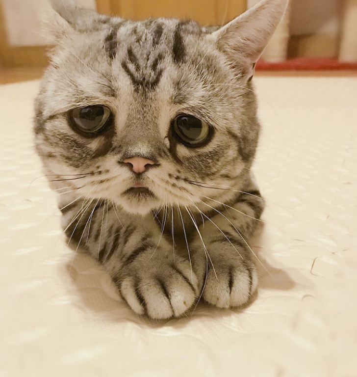 Ea este cea mai tristă pisică din lume. Imaginile care te vor înduioșa