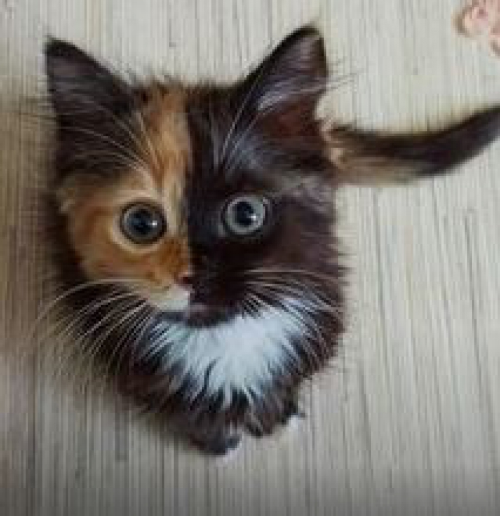 Imaginile adorabile care te fac să vrei să-ți iei o pisică