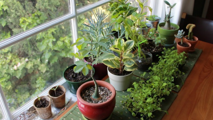 7 plante care te apără de RELE. Trebuie să le ai în casă!