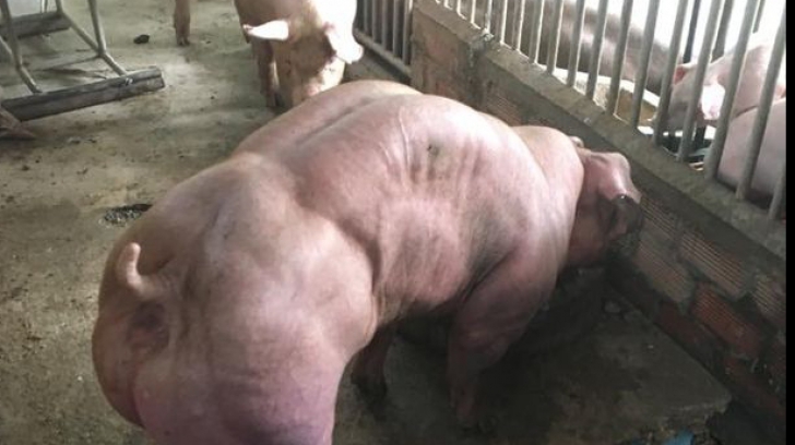 S-a decis să modifice genetic o rasă de porci și a creat niște MONȘTRI. Internauții, revoltați
