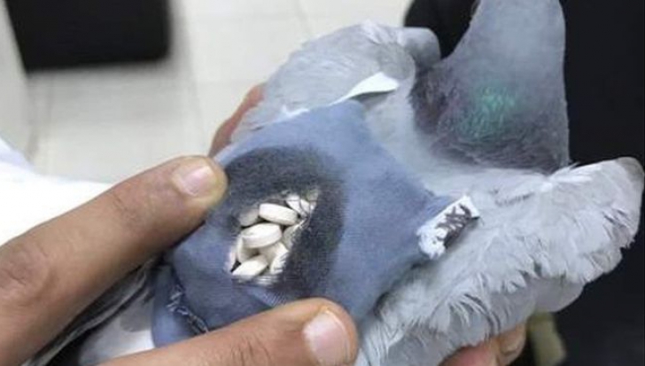 VIDEO. Porumbelul care ducea droguri deţinuţilor, împuşcat