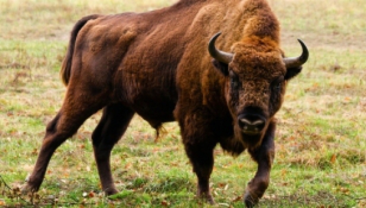 Singurul bizon sălbatic din Germania, ucis de autorități. Motivul invocat este HALUCINANT