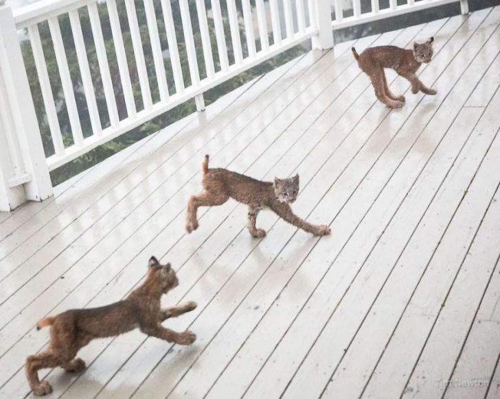 S-a trezit cu 8 pisici pe teresa casei. Când s-a uitat mai atent a încremenit: NU poate fi adevărat!
