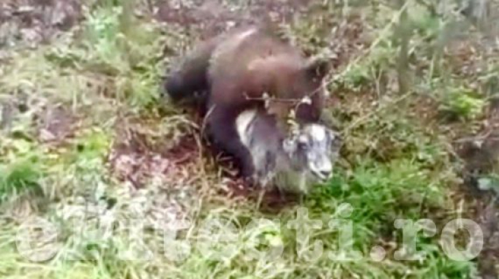 Un urs a înspăimântat o comunitate din Argeș, după ce a atacat o capră