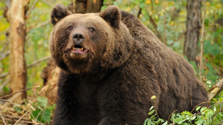 Urşii din România, număraţi şi relocaţi. Ideea ministrului Mediului