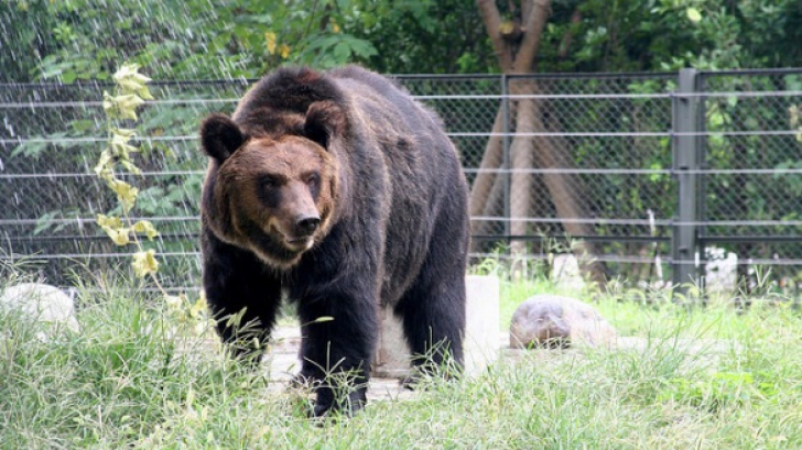 O fată de 14 ani şi un bărbat, atacați de URS într-un cartier din orașul Făgăraș